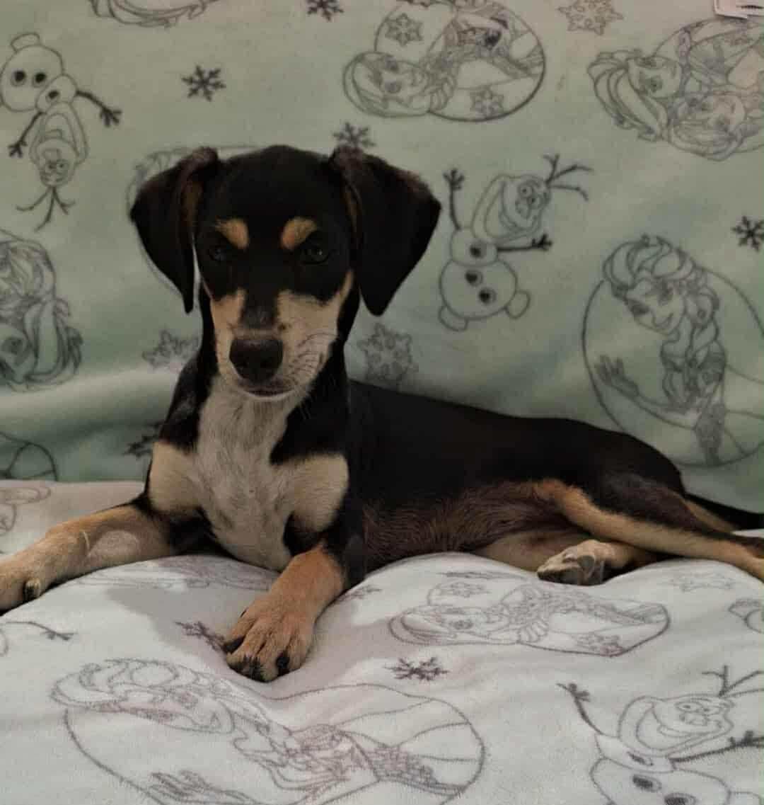 Maggie, a Adoptable Mixed Breed in Puyallup, WA image 4/4