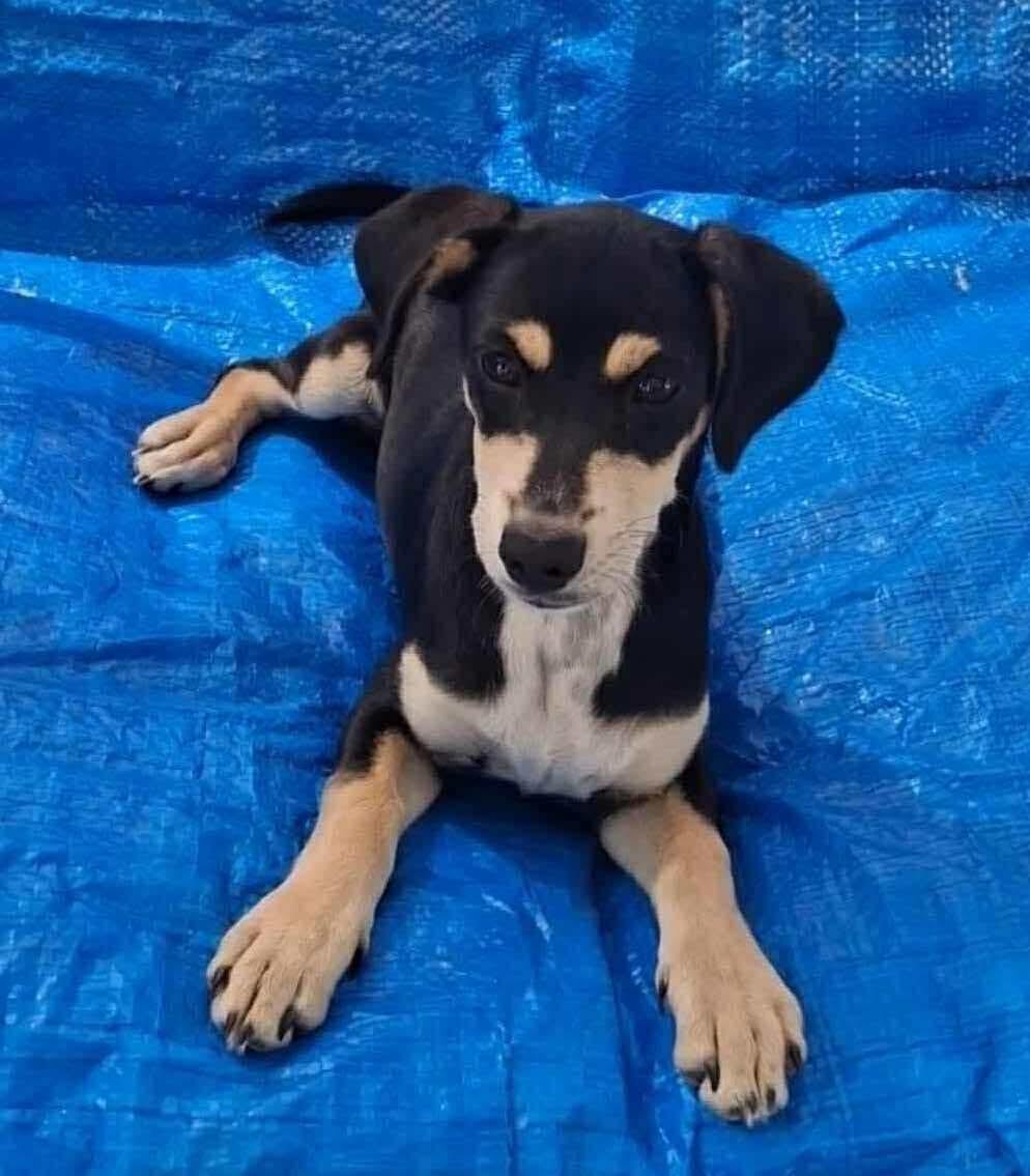 Maggie, Adoptable, Puppy Female Mixed Breed.