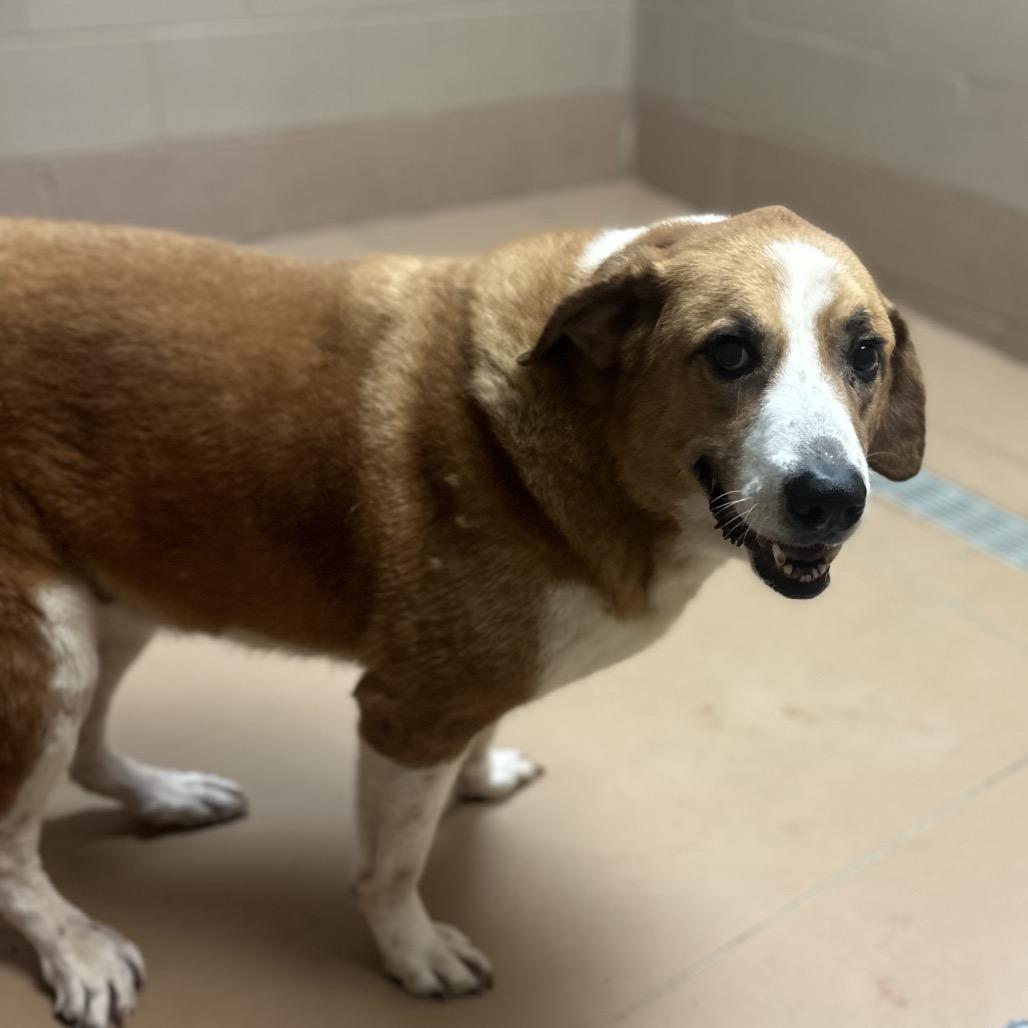 Margery (SPONSORED), Adoptable, Senior Female Mixed Breed.