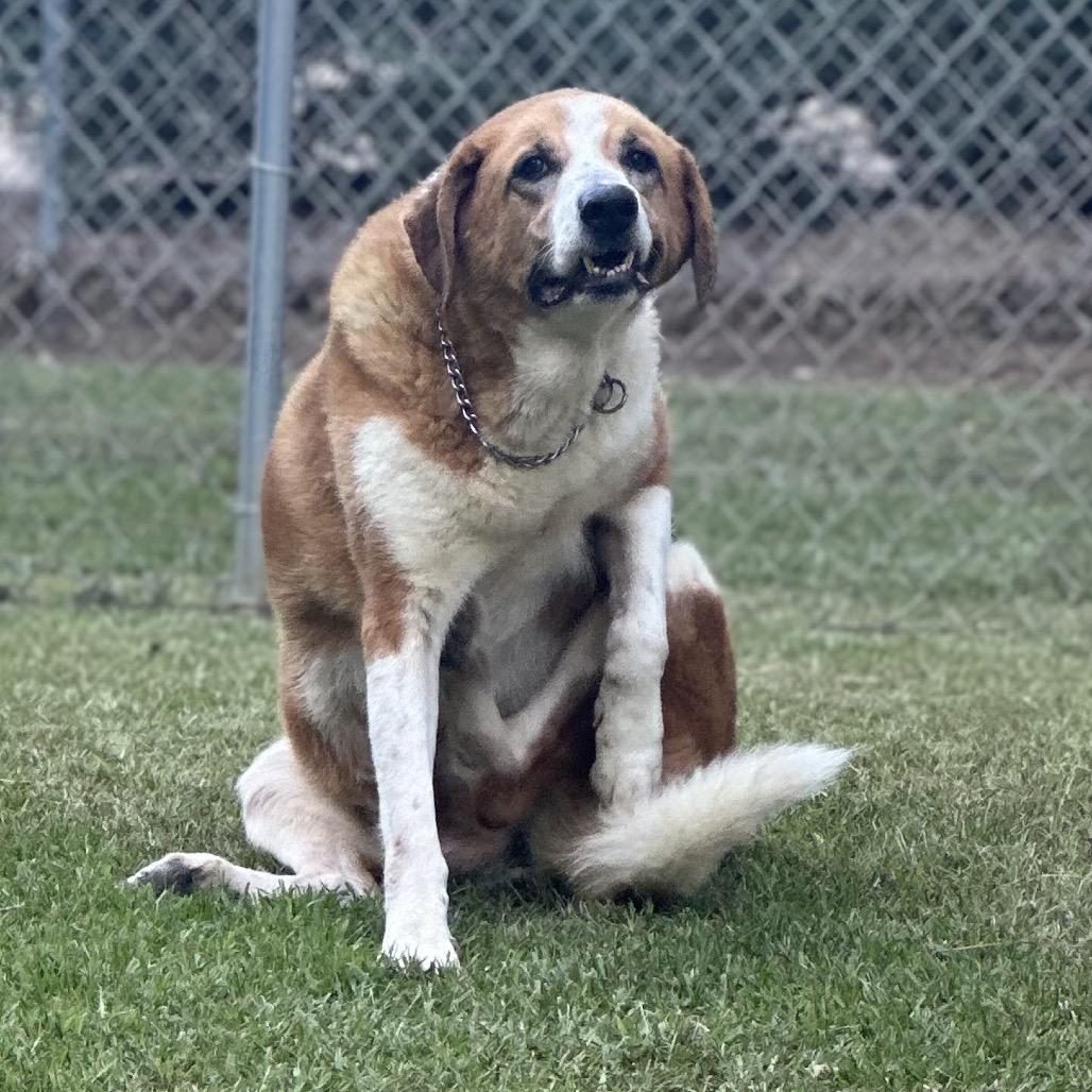 Enlarge Margery (SPONSORED), a Adoptable Mixed Breed in Gadsden, AL image 2/6