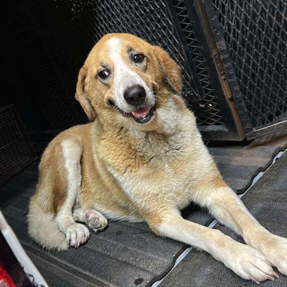 Enlarge Margery (SPONSORED), a Adoptable Mixed Breed in Gadsden, AL image 3/6