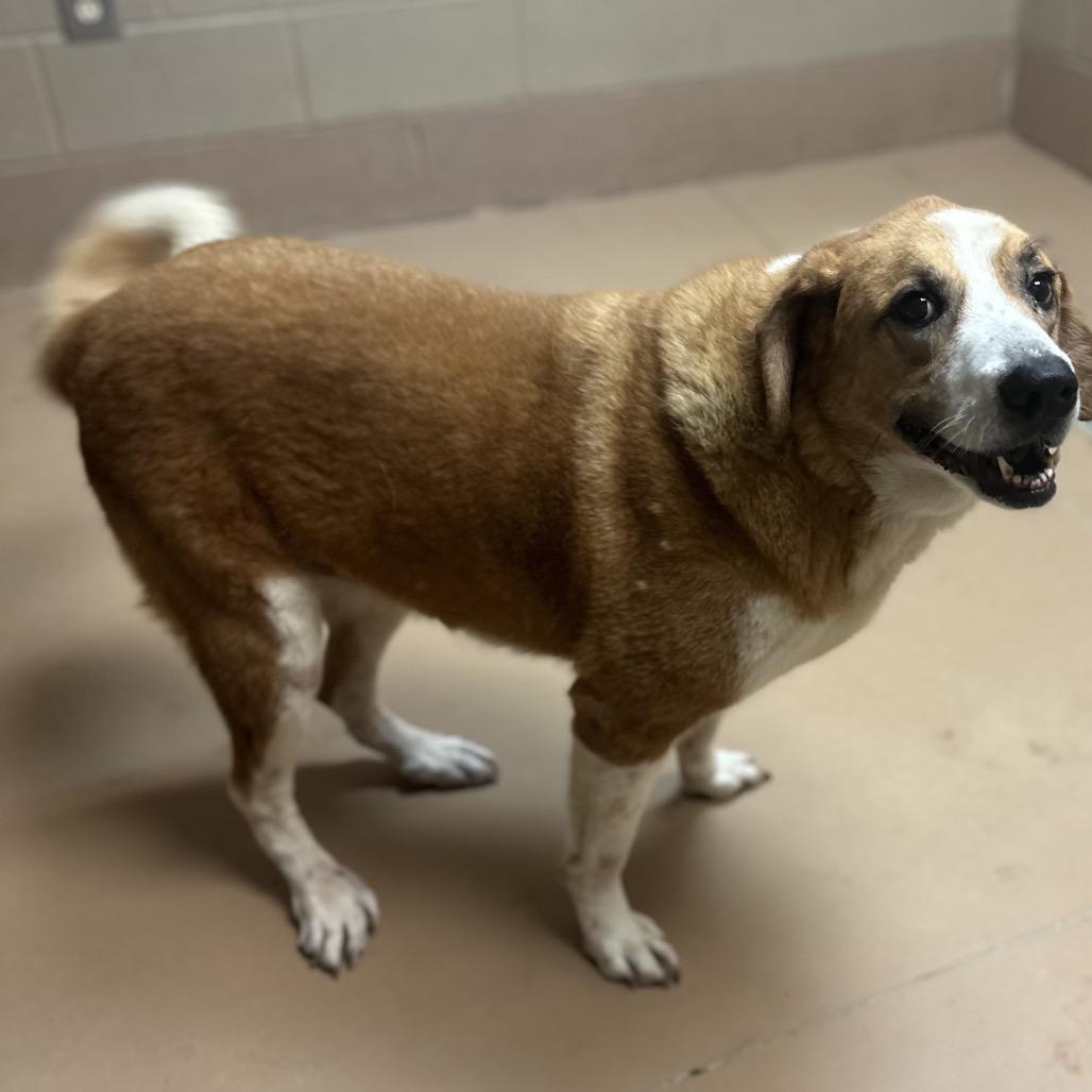 Enlarge Margery (SPONSORED), a Adoptable Mixed Breed in Gadsden, AL image 4/6