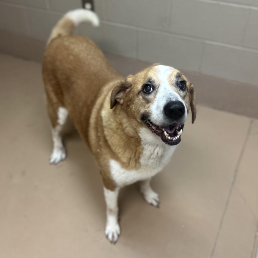 Enlarge Margery (SPONSORED), a Adoptable Mixed Breed in Gadsden, AL image 6/6