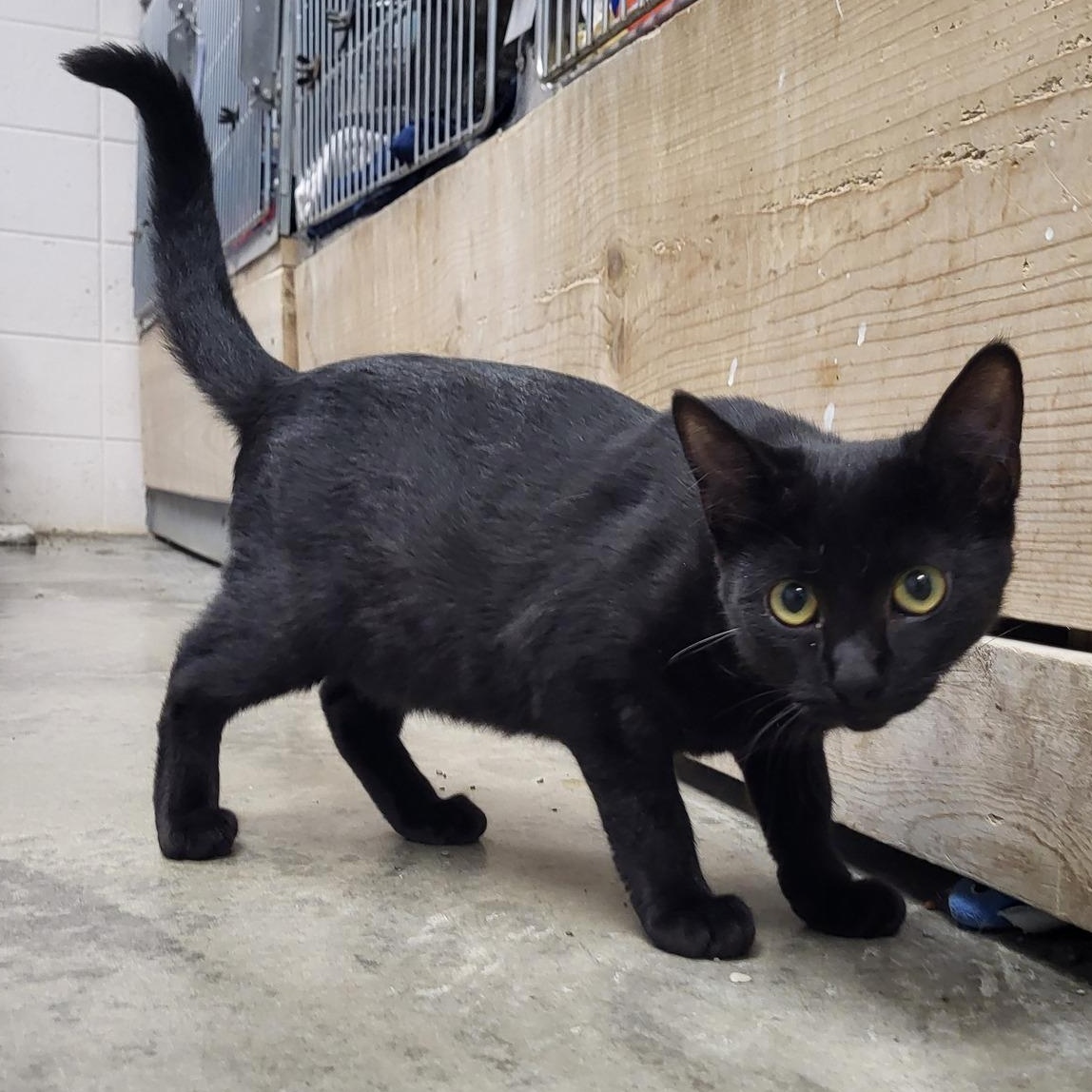 Louise, adoptable, Young Female Domestic Short Hair.