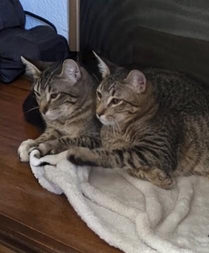Lemon and Kiwi, ADOPTABLE, Young Male Domestic Short Hair.