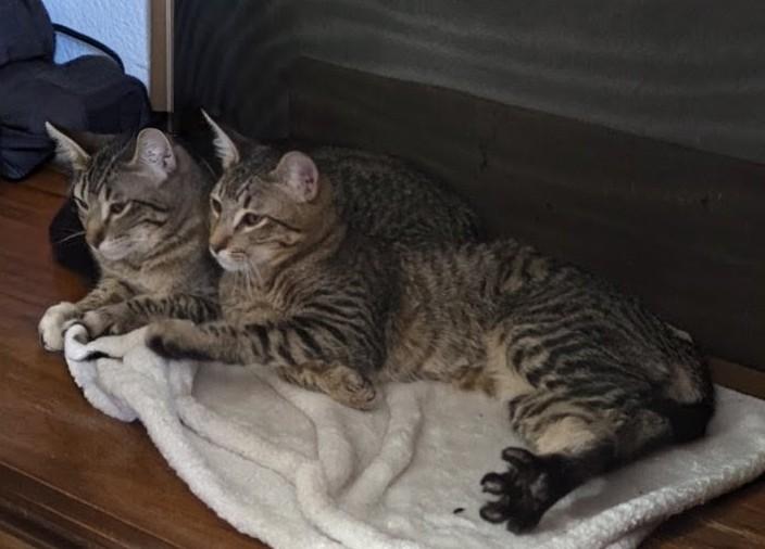 Lemon and Kiwi, a ADOPTABLE Domestic Short Hair in Reno, NV image 3/6