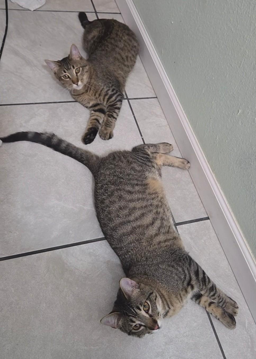 Lemon and Kiwi, a ADOPTABLE Domestic Short Hair in Reno, NV image 4/6