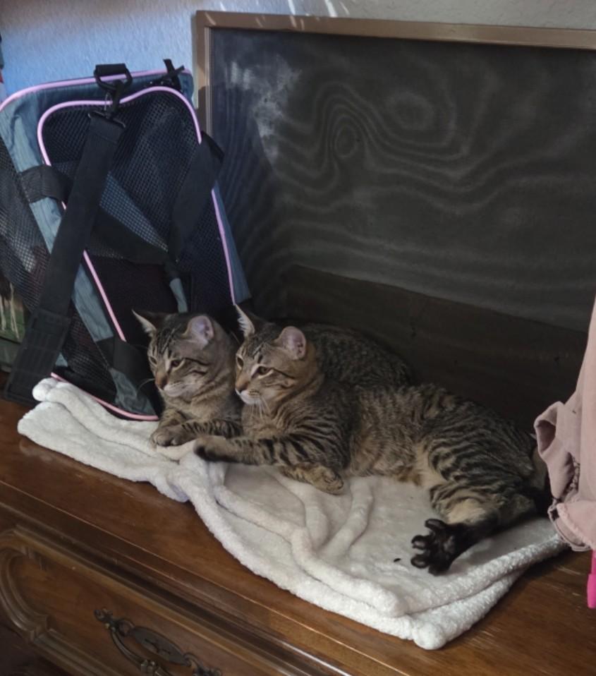 Lemon and Kiwi, a ADOPTABLE Domestic Short Hair in Reno, NV image 2/6