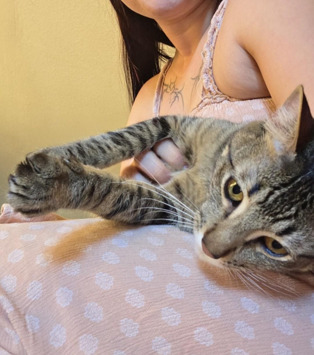 Lemon and Kiwi, a ADOPTABLE Domestic Short Hair in Reno, NV image 5/6