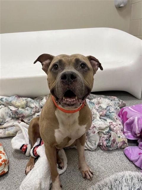 Royalty, Adoptable, Senior Female American Staffordshire Terrier.