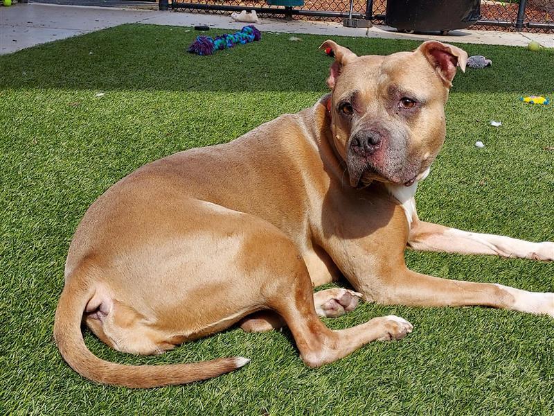 Enlarge Royalty, a Adoptable American Staffordshire Terrier in Elk Grove, CA image 2/3