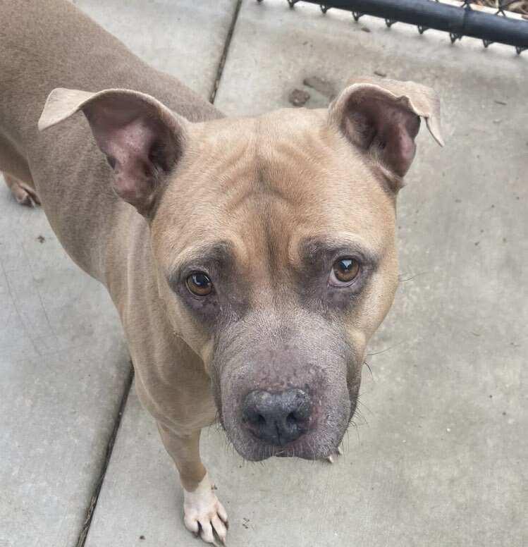 Royalty, a Adoptable American Staffordshire Terrier in Elk Grove, CA image 2/2