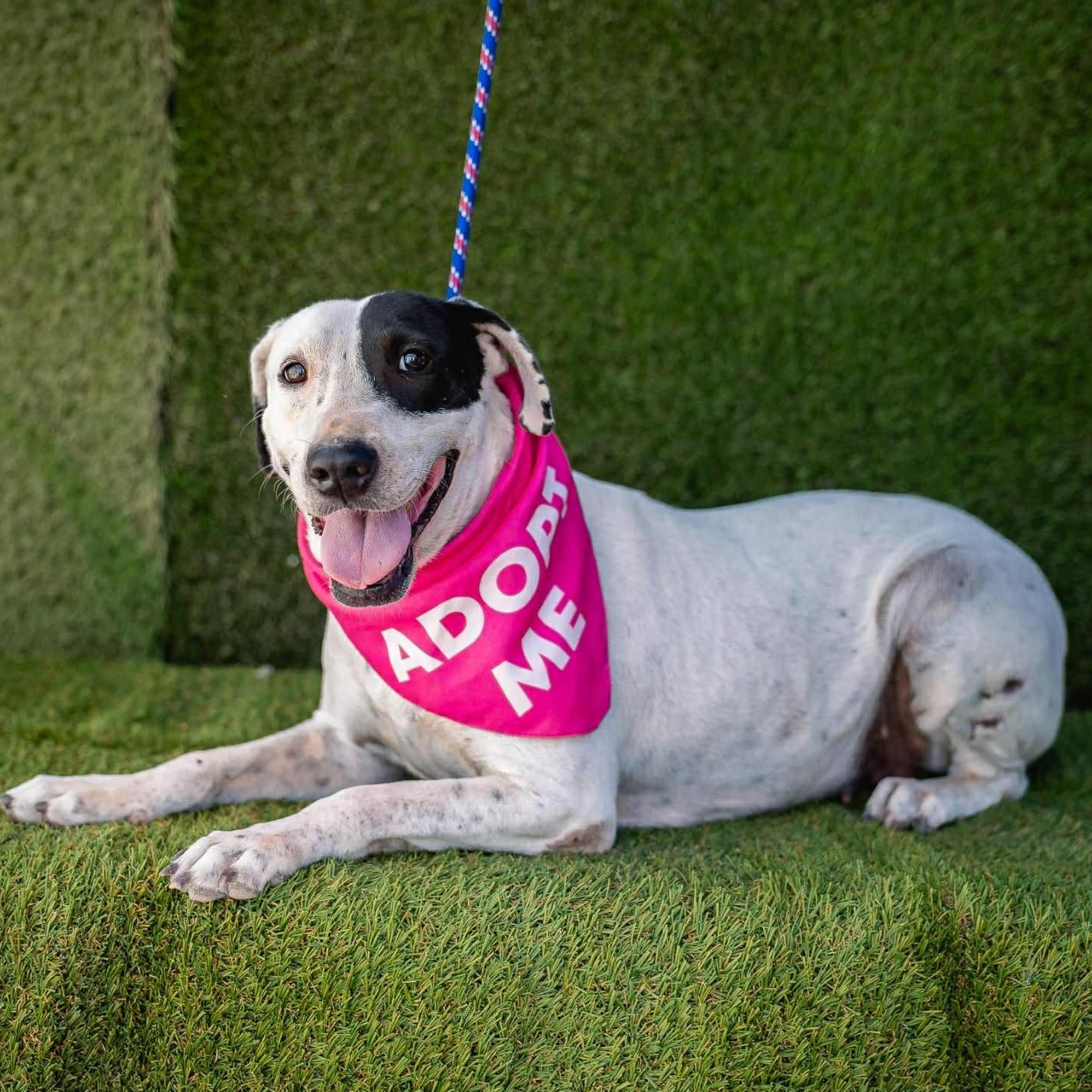 Enlarge Millie, a ADOPTABLE mixed breed in Bend, OR image 2/5