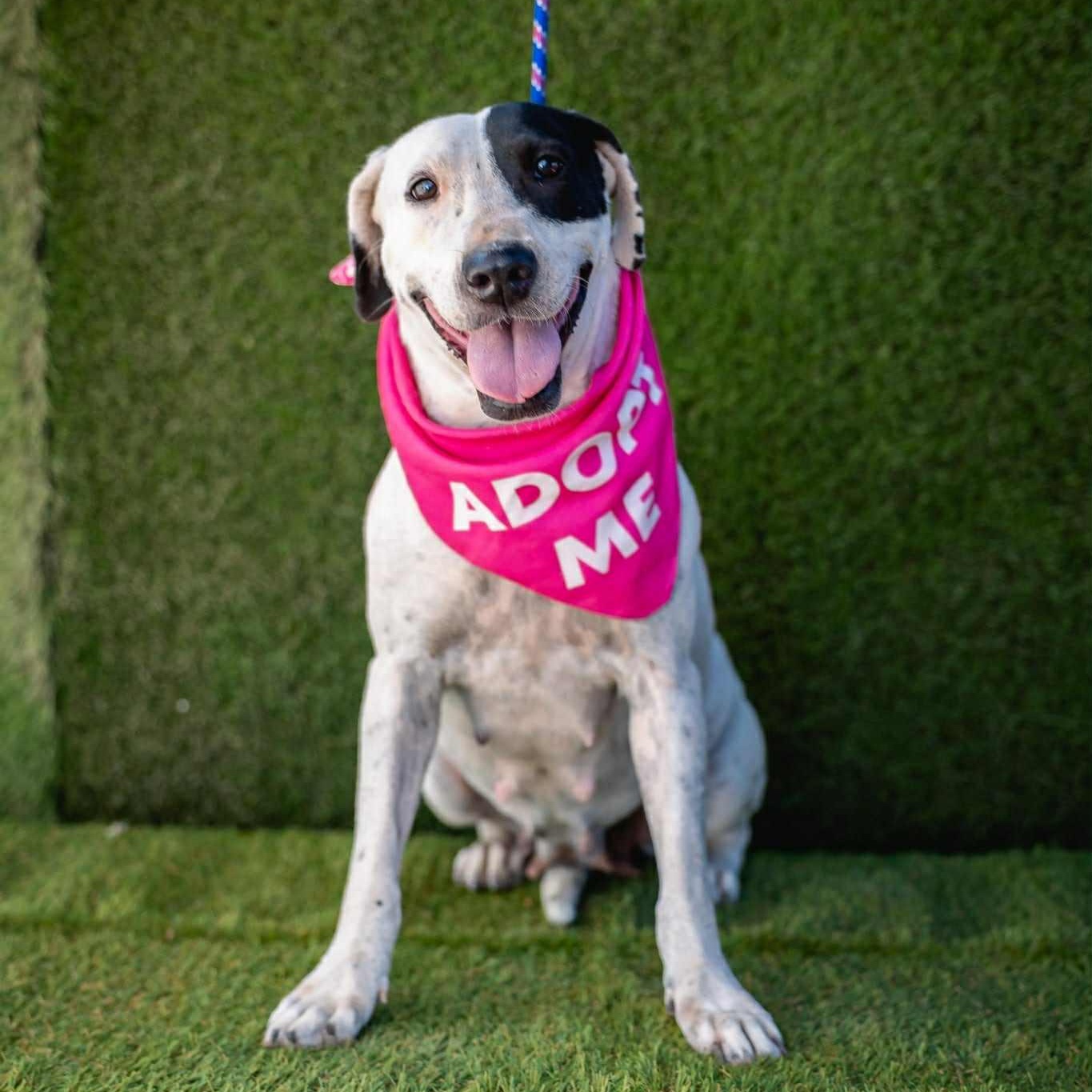 Enlarge Millie, a ADOPTABLE mixed breed in Bend, OR image 4/5