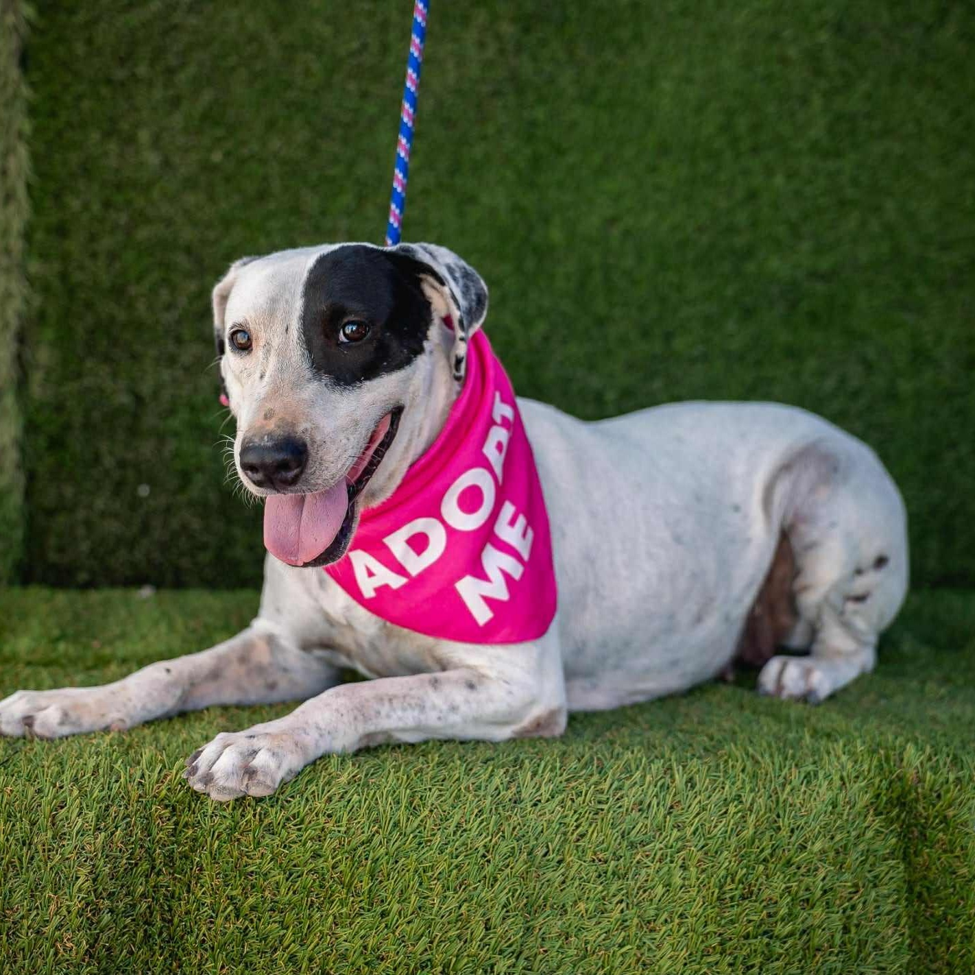 Enlarge Millie, a ADOPTABLE mixed breed in Bend, OR image 5/5