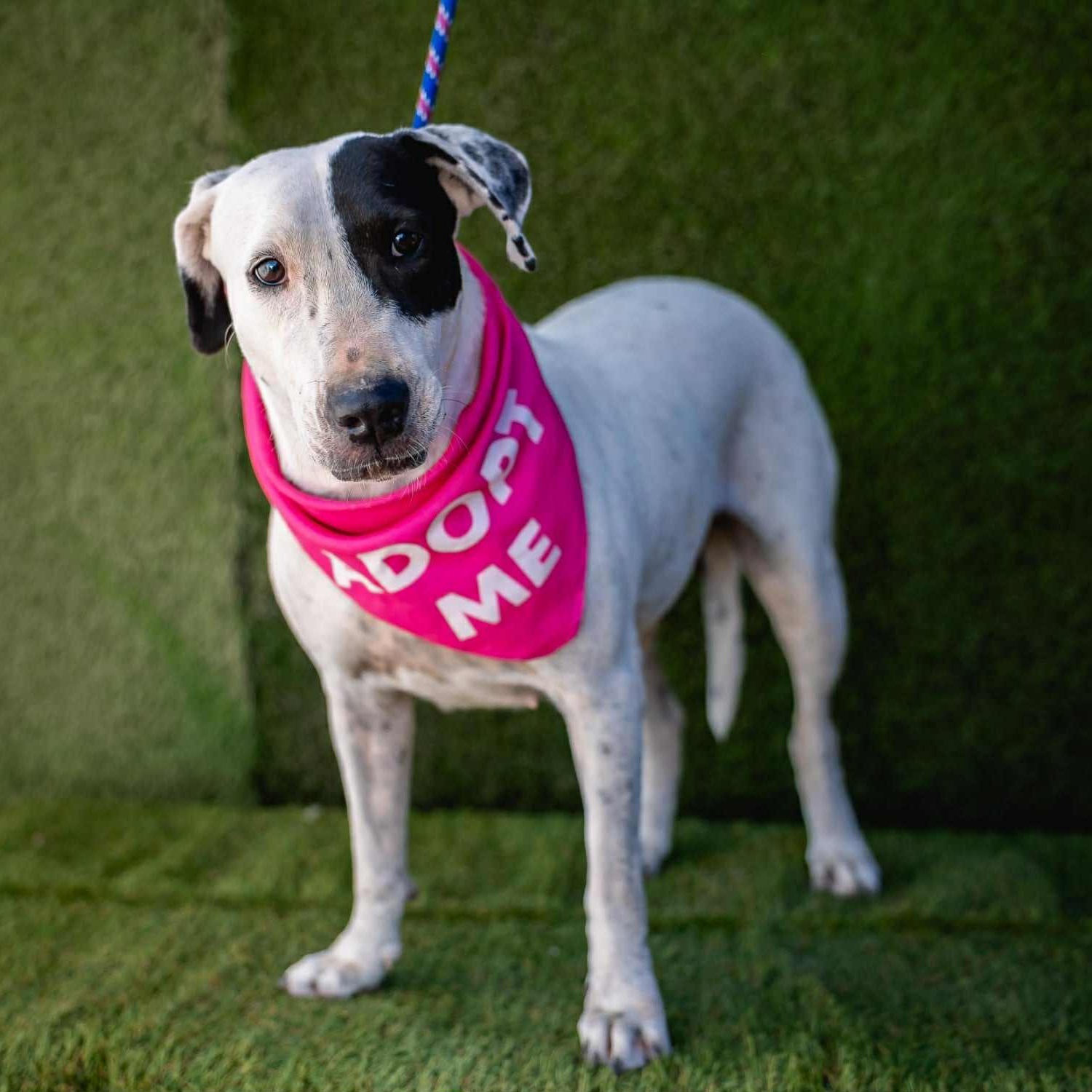 Millie, ADOPTABLE, Adult Female Bull Terrier & Mixed Breed.