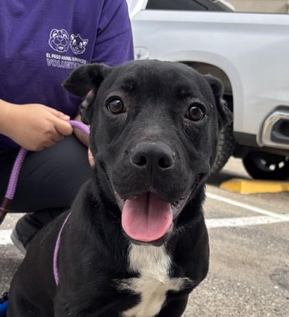 Ginny*, a Adoptable mixed breed in El Paso, TX image 2/3