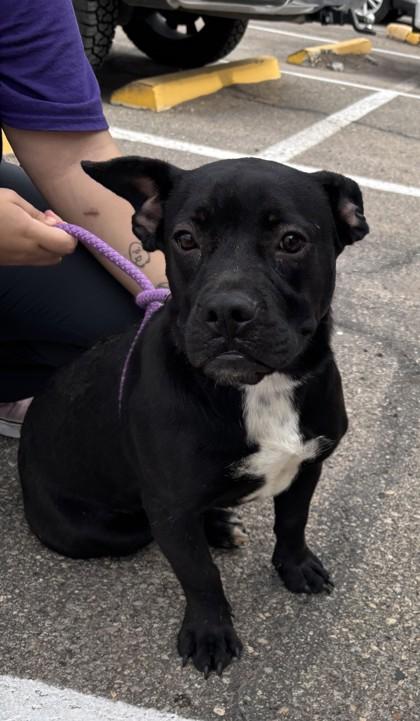 Ginny*, a Adoptable mixed breed in El Paso, TX image 3/3