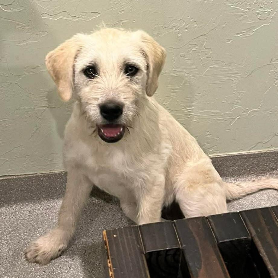 Greer, Adoptable, Puppy Female Great Pyrenees & Australian Cattle Dog / Blue Heeler.