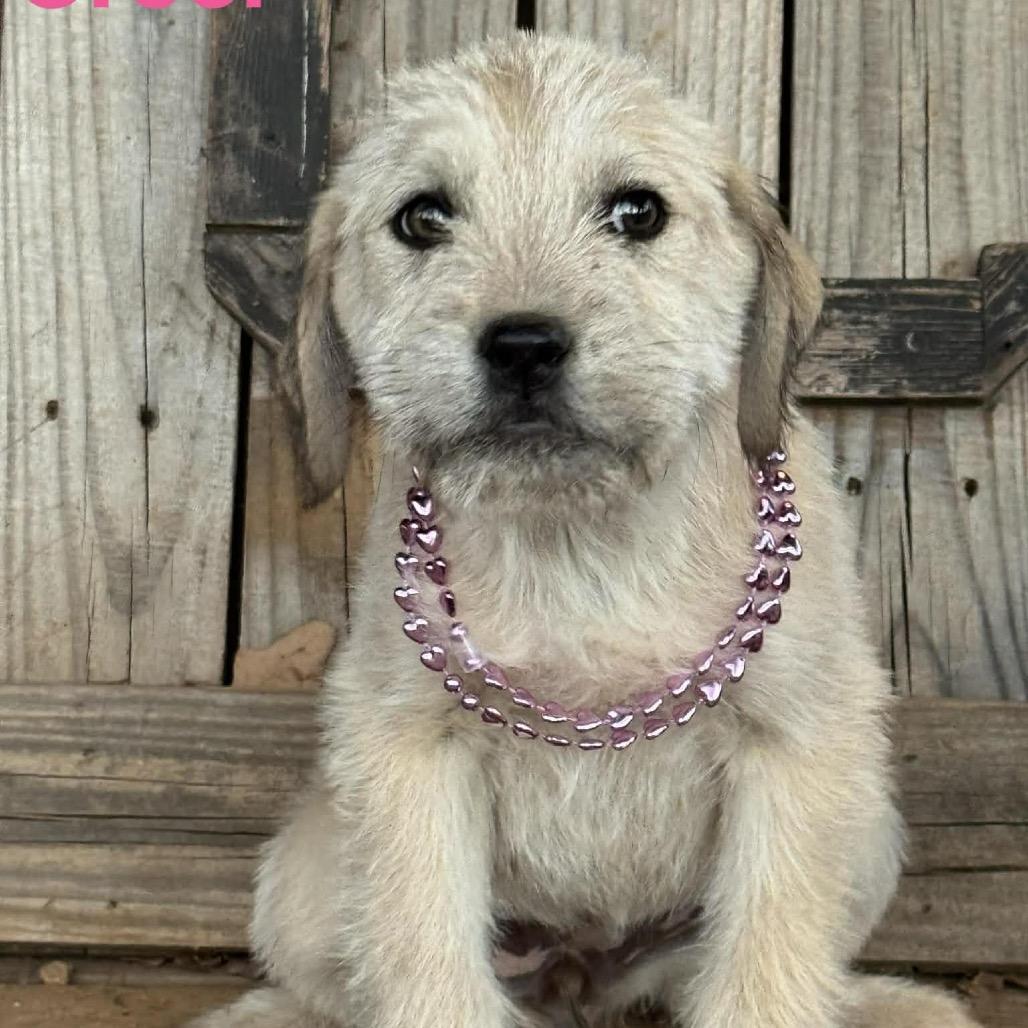 Enlarge Greer, a Adoptable mixed breed in Oxford, ME image 2/2