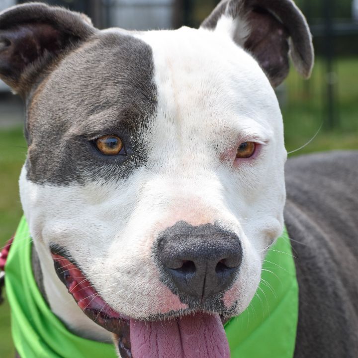 Enlarge Stormy, an adoptable American Bully in Bethesda, MD image 1/8