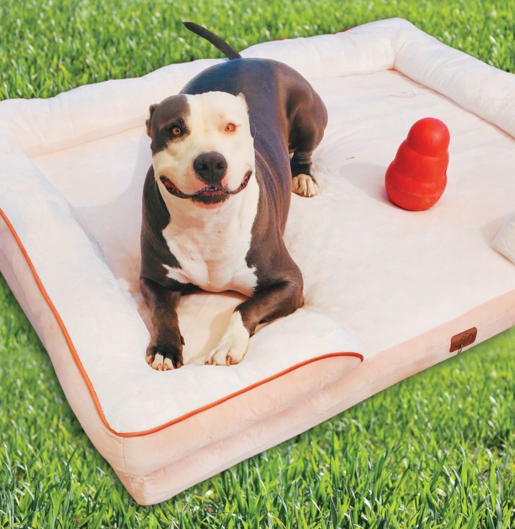 Enlarge Stormy, an adoptable American Bully in Bethesda, MD image 2/8