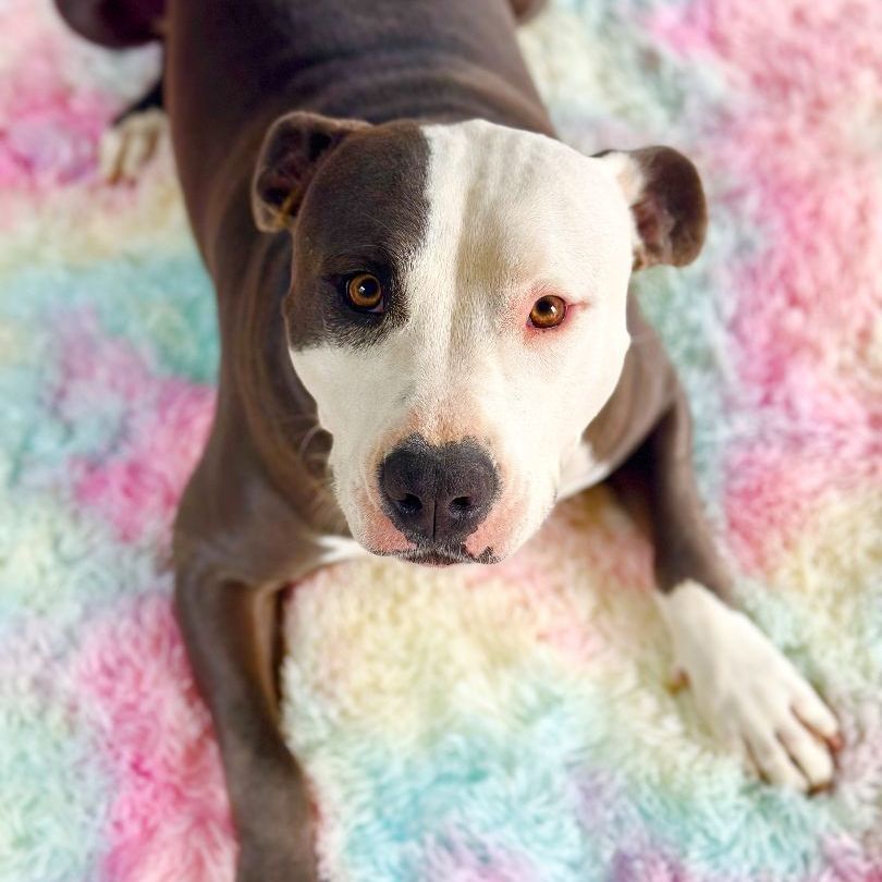 Enlarge Stormy, an adoptable American Bully in Bethesda, MD image 3/8