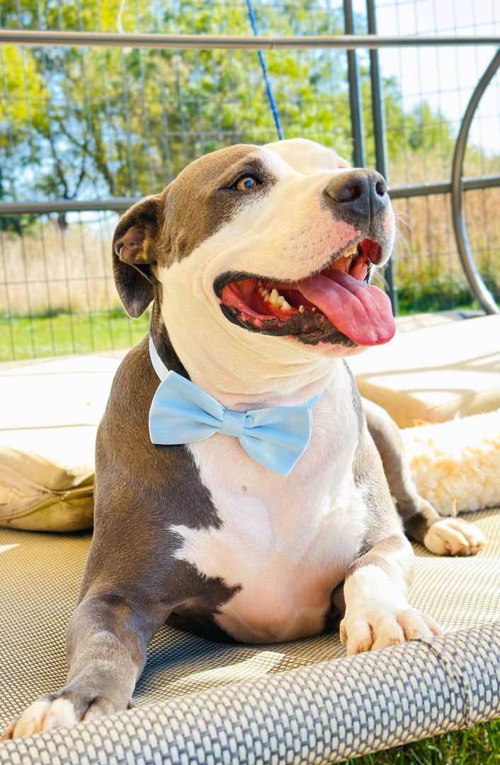 Enlarge Stormy, an adoptable American Bully in Bethesda, MD image 4/8