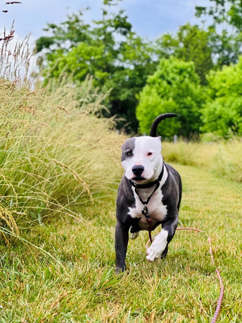 Enlarge Stormy, an adoptable American Bully in Bethesda, MD image 5/8