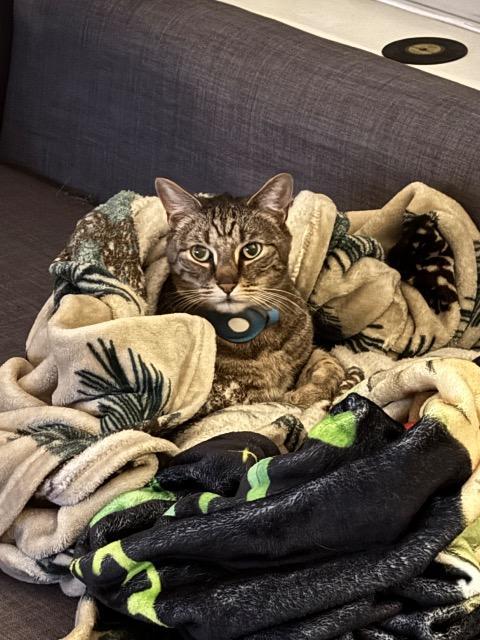 Blu, Adoptable, Adult Male Domestic Short Hair.