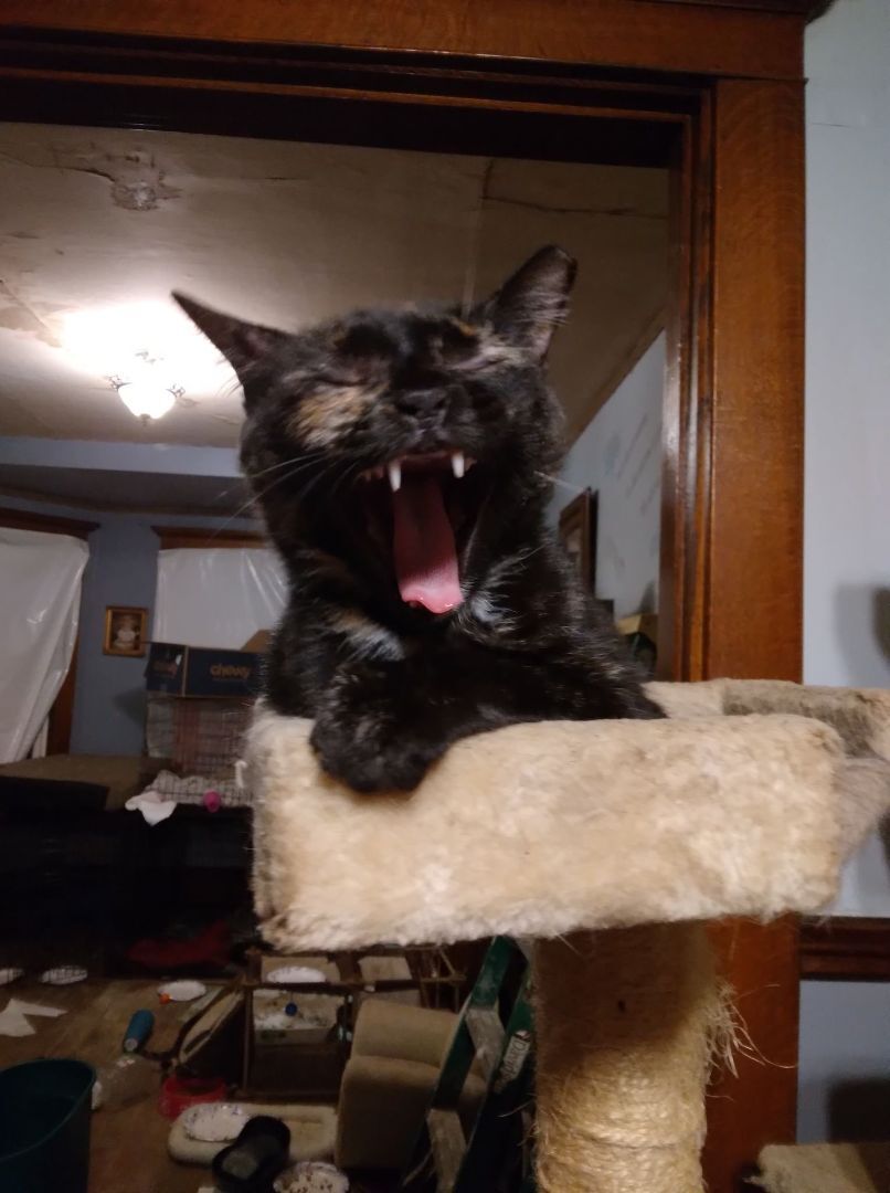 Cleopatra - RICHMOND, IN, Adoptable, Adult Female Domestic Short Hair.