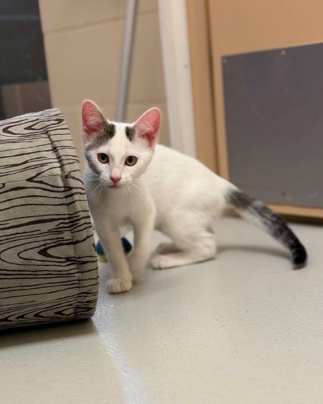 Dixie, ADOPTABLE, Young Female Domestic Short Hair.