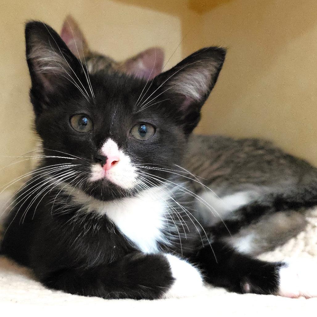 Splotch, Adoptable, Kitten Male Domestic Short Hair.