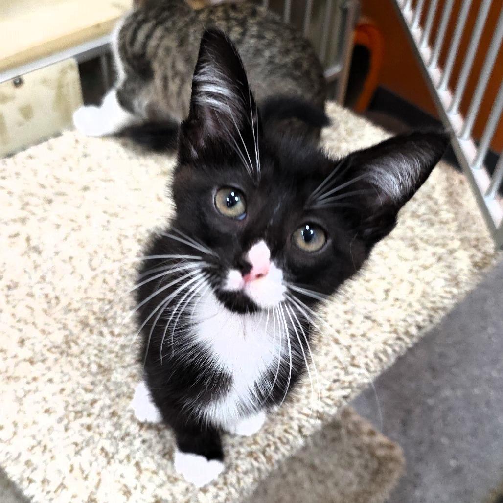 Enlarge Splotch, a Adoptable Domestic Short Hair in Michigan City, IN image 2/5