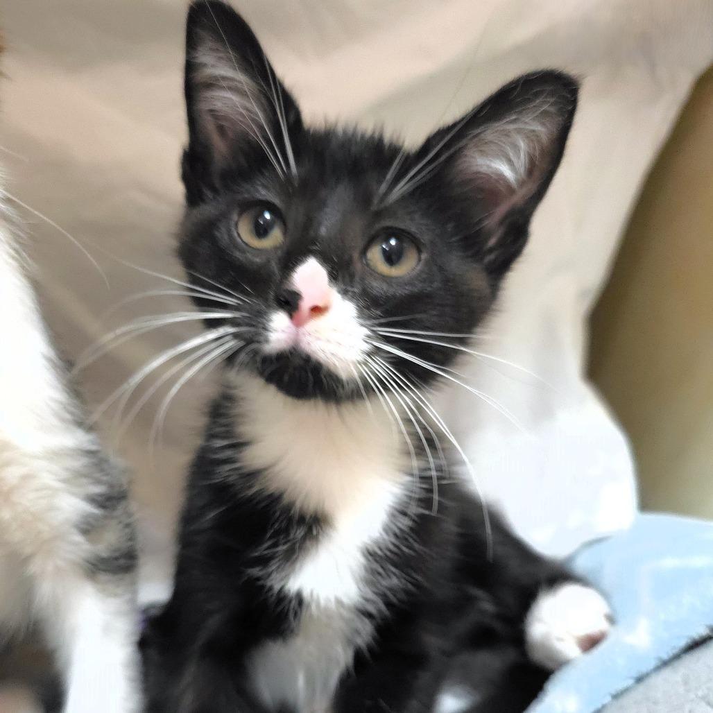 Enlarge Splotch, a Adoptable Domestic Short Hair in Michigan City, IN image 3/5