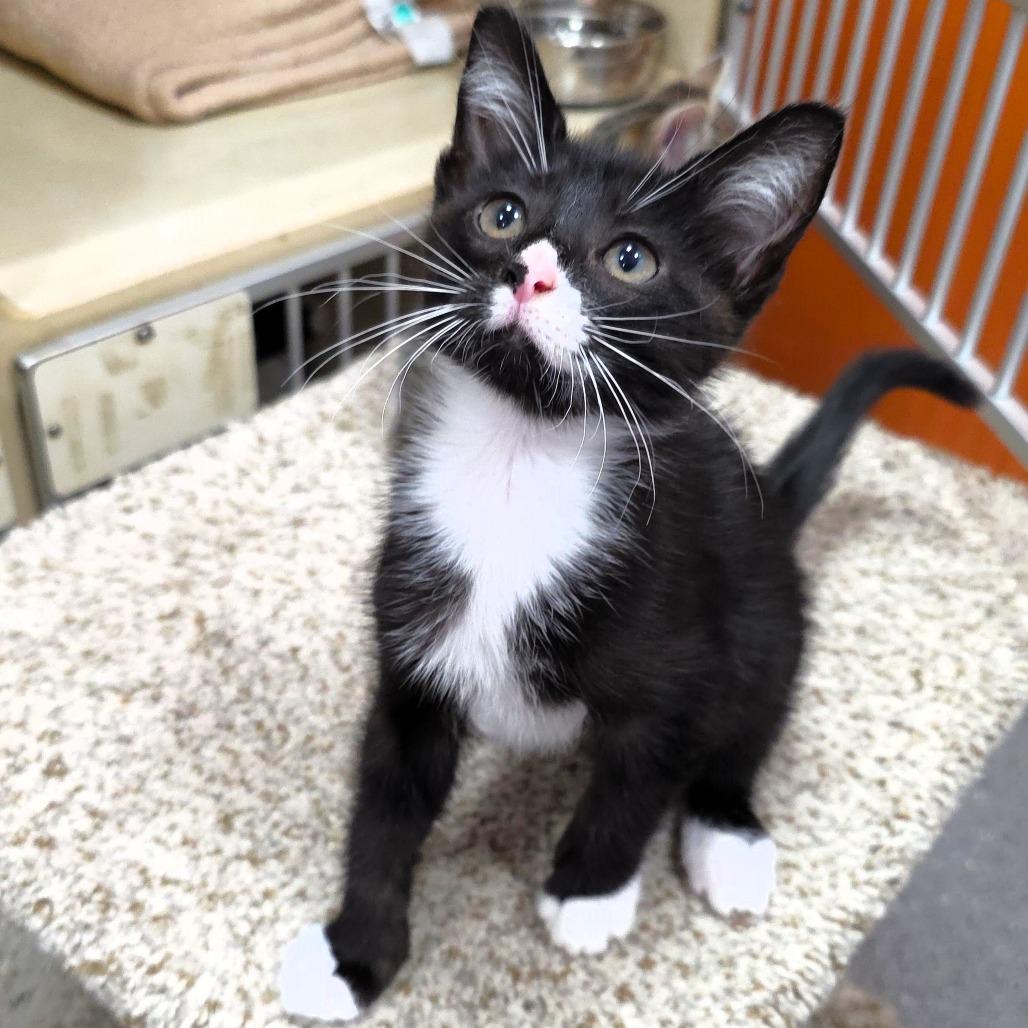 Enlarge Splotch, a Adoptable Domestic Short Hair in Michigan City, IN image 4/5