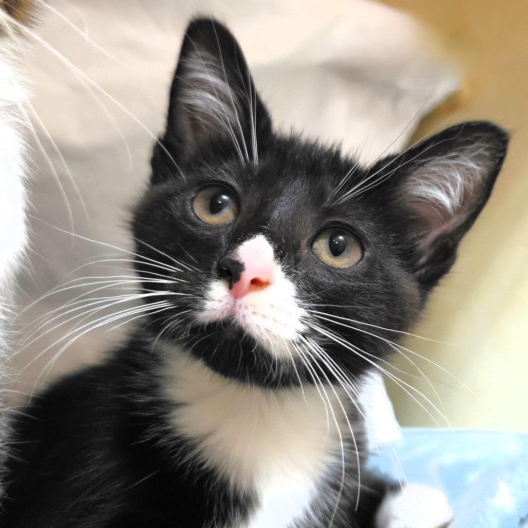 Enlarge Splotch, a Adoptable Domestic Short Hair in Michigan City, IN image 5/5