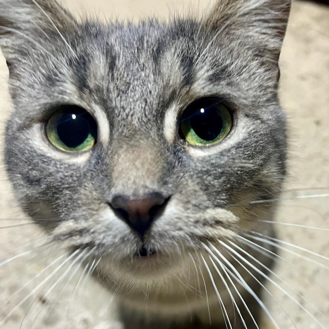 Marsha, a ADOPTABLE mixed breed in Hamilton, ON image 1/4