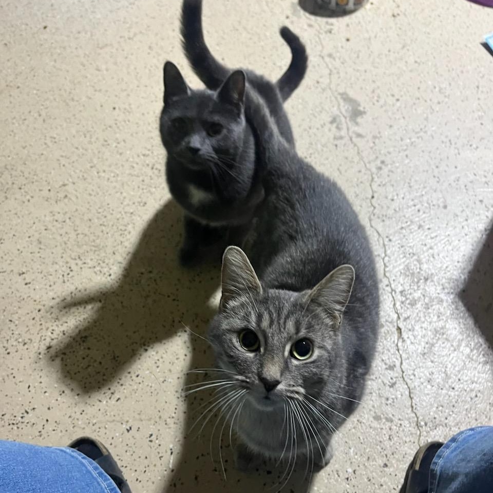 Marsha, a ADOPTABLE mixed breed in Hamilton, ON image 2/4