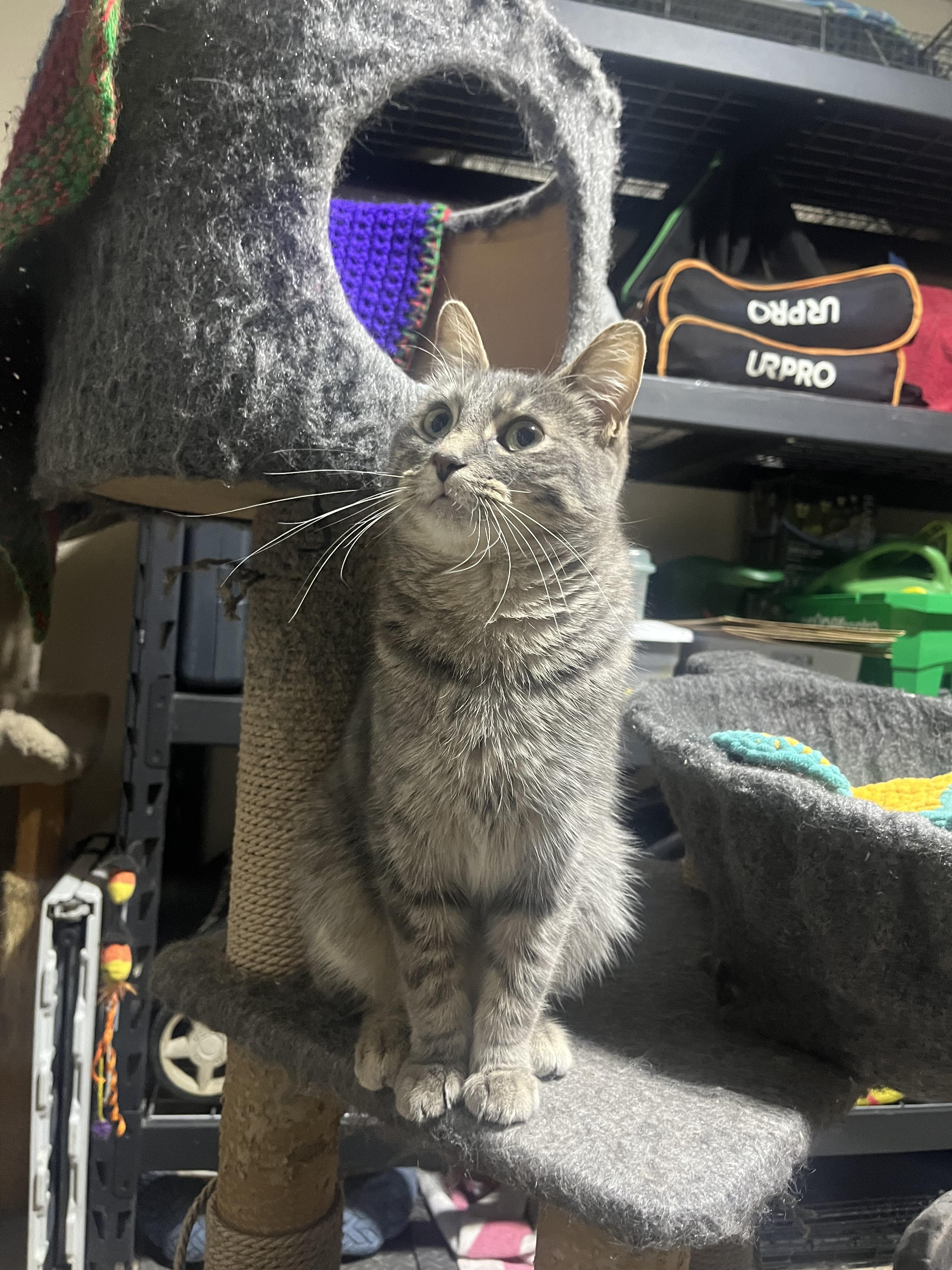 Enlarge Marsha, a ADOPTABLE mixed breed in Hamilton, ON image 3/4
