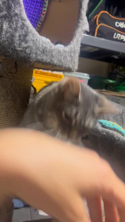 Enlarge Marsha, a ADOPTABLE mixed breed in Hamilton, ON video 4/4