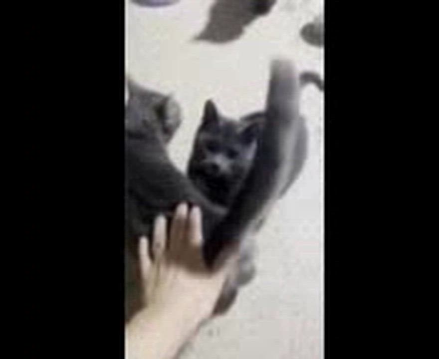 Enlarge Marsha, a ADOPTABLE mixed breed in Hamilton, ON video 4/4