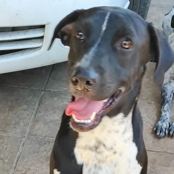 Penny (12), Adoptable, Young Female Pointer.