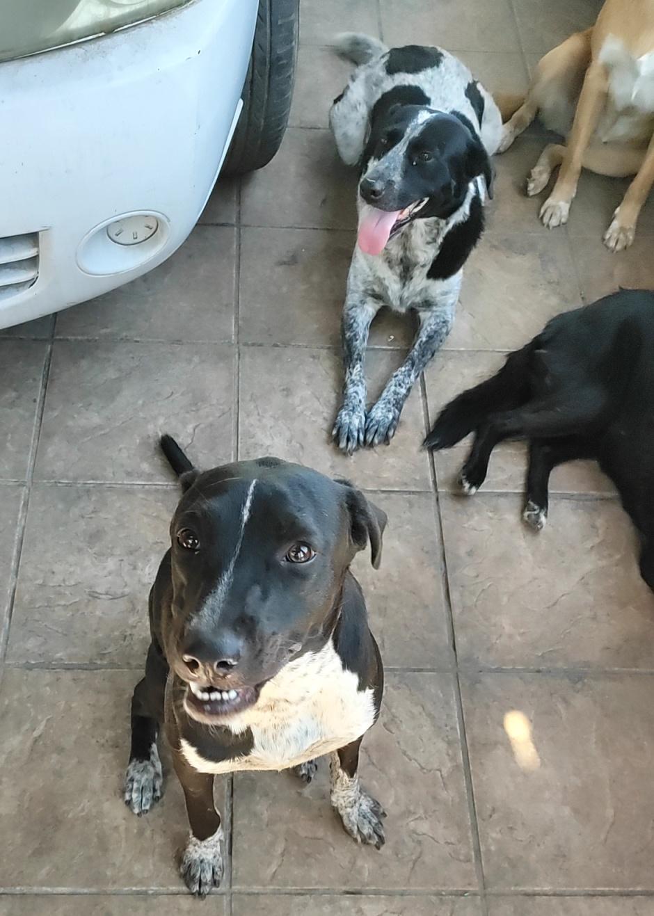 Enlarge Penny (12), an adoptable mixed breed in Mexicali, BCN image 2/6