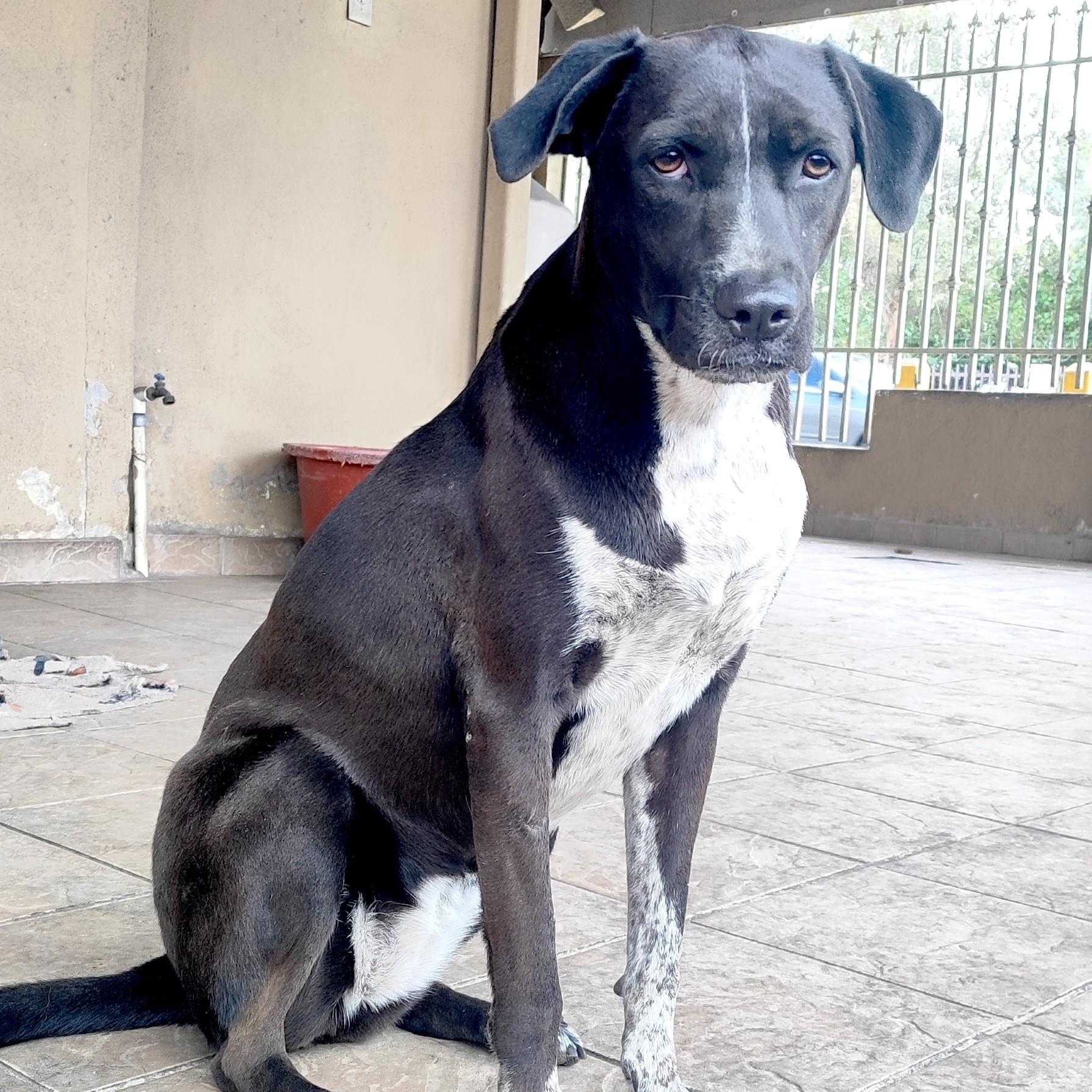 Penny (12), an adoptable mixed breed in Mexicali, BCN image 1/6