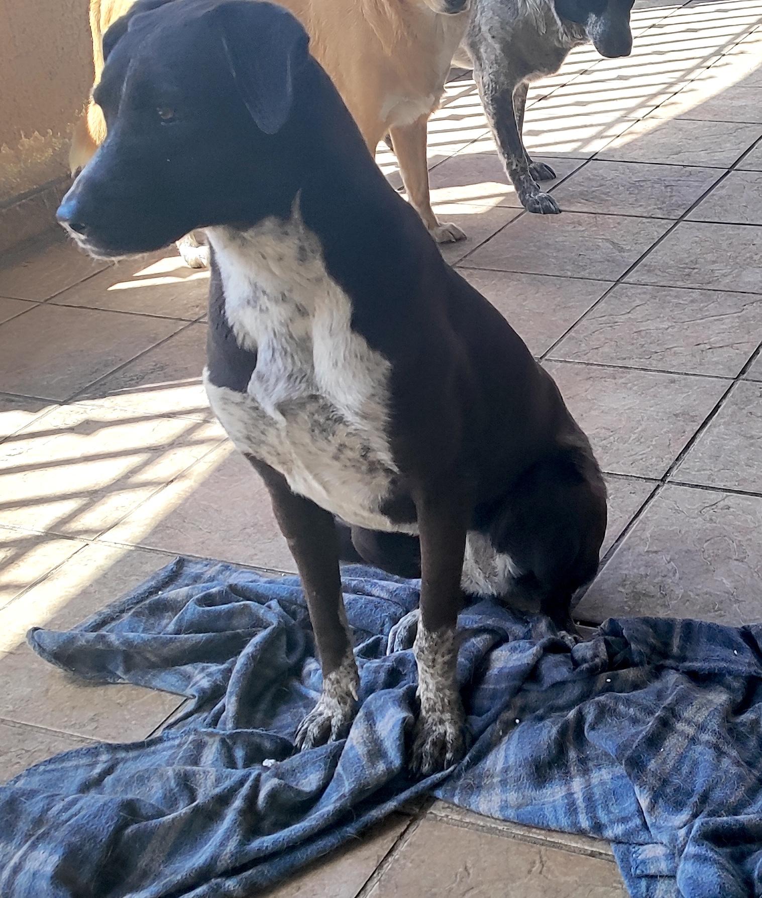 Penny (12), an adoptable mixed breed in Mexicali, BCN image 3/6