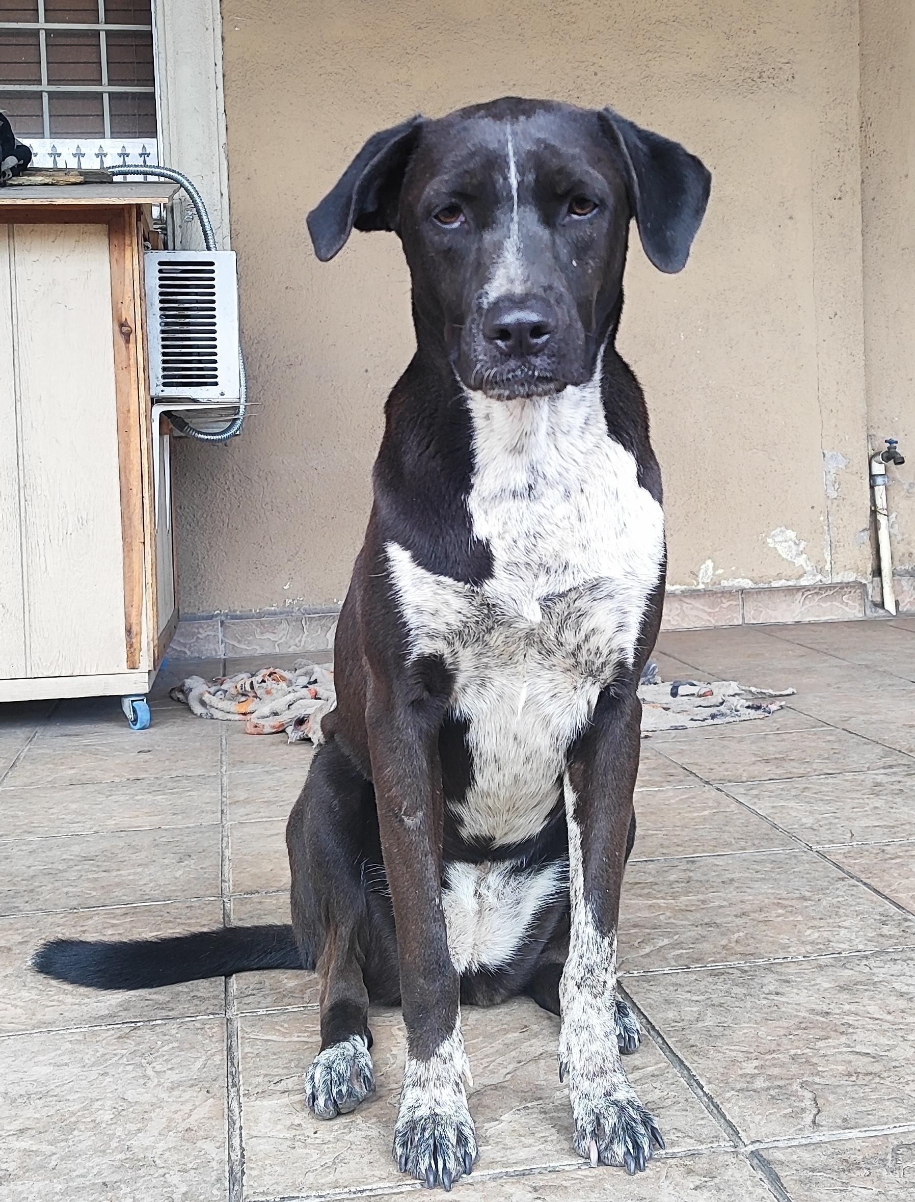 Penny (12), an adoptable mixed breed in Mexicali, BCN image 2/6