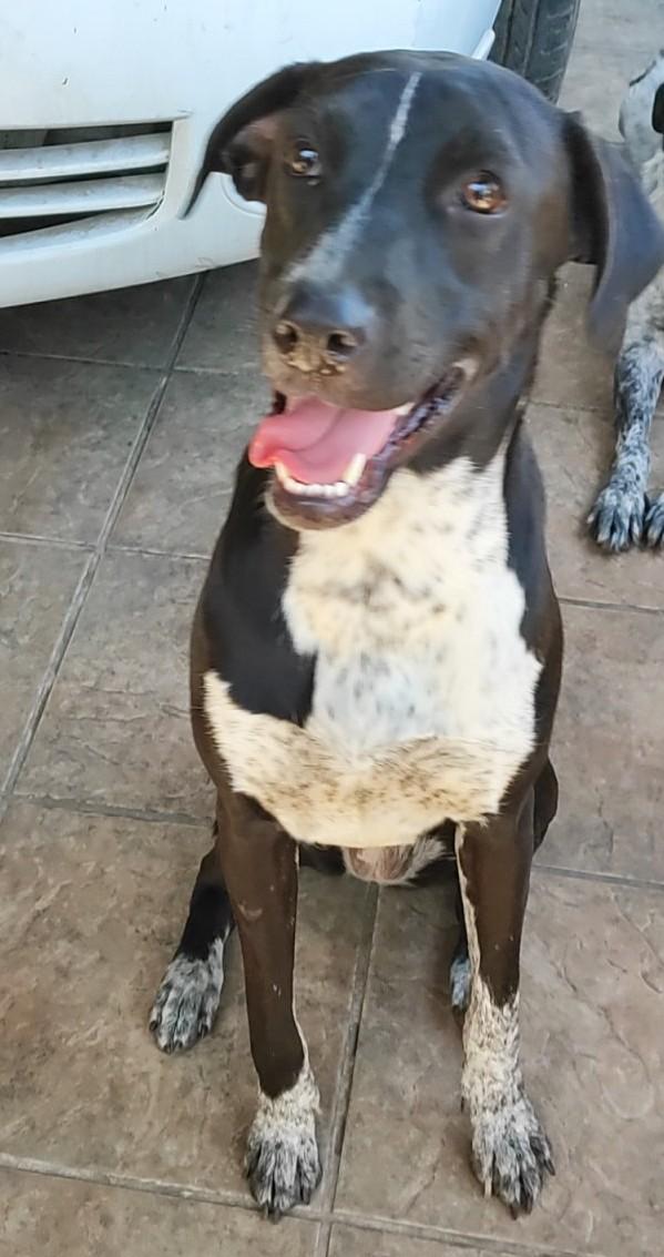 Penny (12), an adoptable Pointer in Mexicali, BCN, 21280 | Photo Image 2