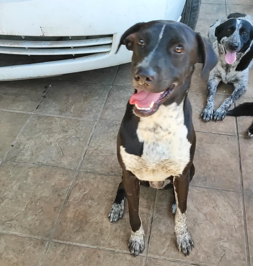 Penny (12), an adoptable Pointer in Mexicali, BCN, 21280 | Photo Image 3