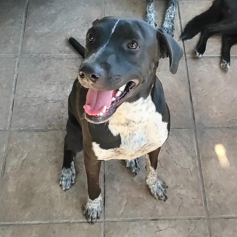 Enlarge Penny (12), an adoptable mixed breed in Mexicali, BCN image 1/6